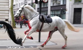 Пострадали люди: 5 напуганных лошадей пронеслись по городу, врезаясь во все на своем пути