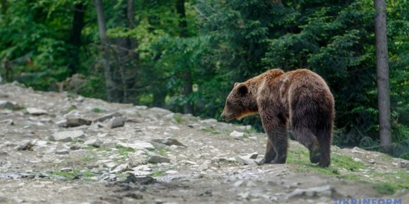 В Финляндии автомобиль столкнулся с медведем - все живы