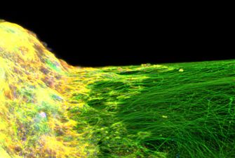 Ученые впервые создали 3D-модель нервной системы на основе стволовых клеток