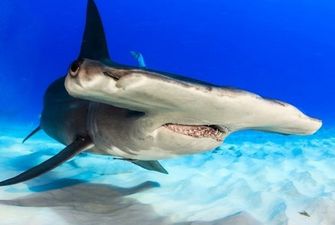 Огромная акула-молот вырвала 80-килограммовую добычу из рук рыбака