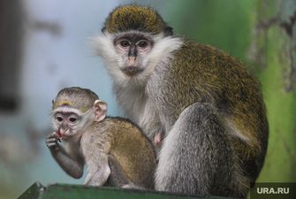 Через половой контакт: ученые назвали основной путь передачи оспы обезьян