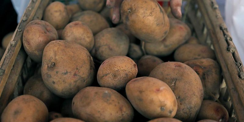 Україна продовжує бити рекорди з імпорту картоплі з Росії