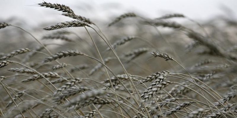 Експерти підвищили для України прогноз врожаю та експорту зернових