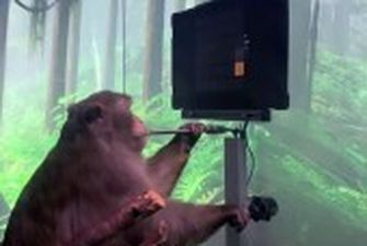 Без джойстика: з'явилось відео, як мавпа із чипом у мозку грає в відеоігри