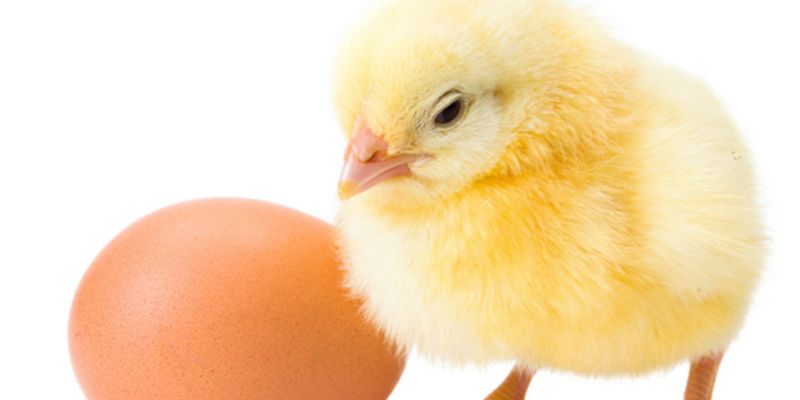 Эксперты рассказали о вреде и пользе ежедневного употребления яиц