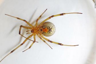 Через спеку та вологість в Австралії зросла активність павуків-вбивць