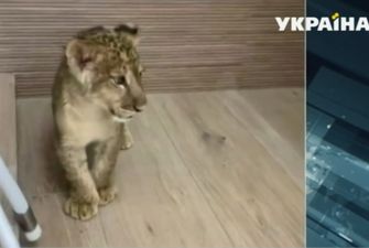 В Киеве гостей презентации развлекал маленький львенок