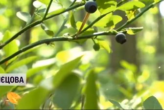 Війна за чорну ягоду: на Житомирщині селяни ополчилися проти збирачів із сусідньої області