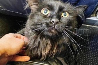 В США спустя 5 лет хозяева нашли кота в тысячах километрах от дома