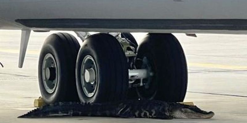 Трехметровый аллигатор заблокировал военный американский самолет – фото