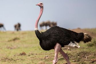 Ученые представили топ-10 самых крупных птиц в мире