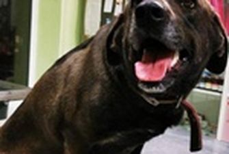 В Днепре волонтеры спасли собаку, в которую хозяин стрелял ради развлечения