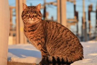 В "Укрэнерго" показали кошку, которая 9 лет живет на разрушенной россиянами подстанции