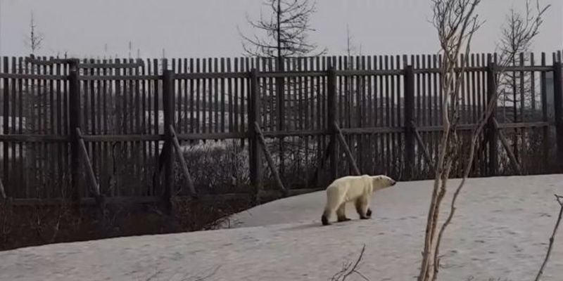 Біла ведмедиця вештається вулицями російського Норильська: фото, відео