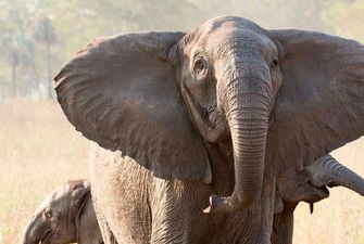 Из-за браконьеров слоны мутировали и рождаются без бивней
