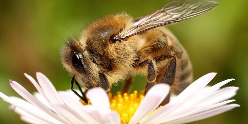 Рекорд книги Гиннеса: В Китае на мужчину посадили 63 килограмма живых пчел