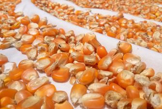 Українські виробники насіння не зацікавлені у поставках на ринок ЄС