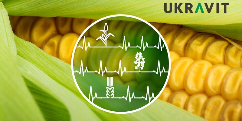 Кардіологія поля: вирощуємо кукурудзу, пшеницю та ріпак – вересень - жовтень