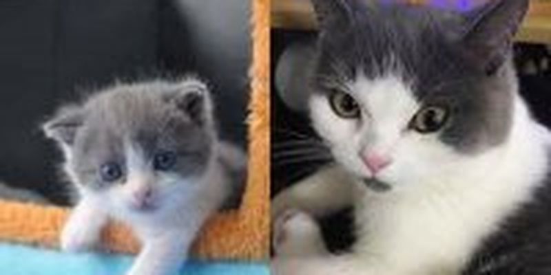 В Китае запустили услугу по клонированию кошек