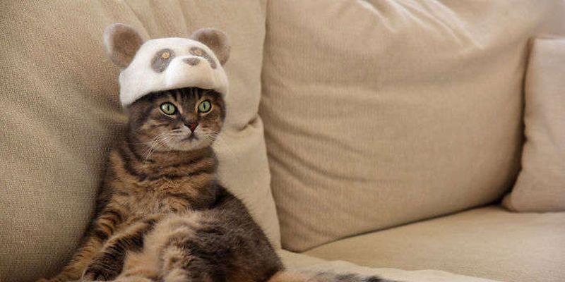 Японец создает кошачьи шапочки из кошачьей шерсти