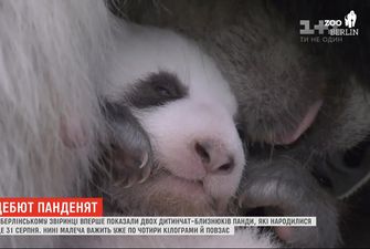 У Берлінському зоопарку вперше показали двох маленьких близнюків панди