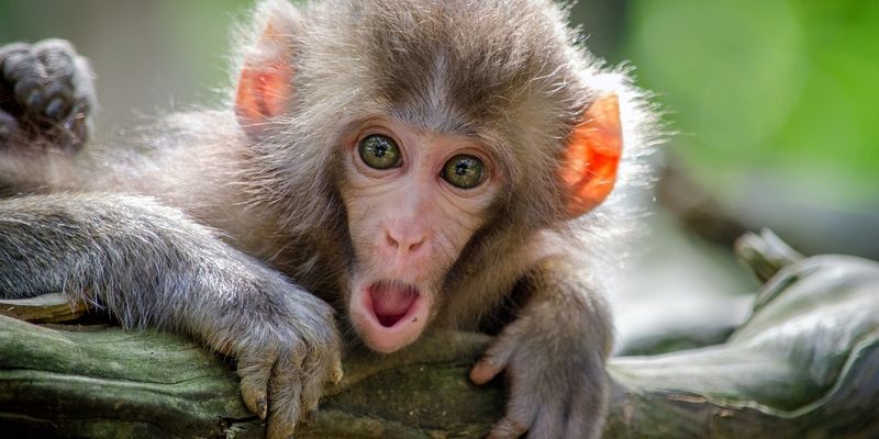 Без датчиков и нейрошлемов: ученые научились читать мысли обезьян с помощью УЗИ