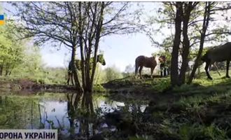 Их считали вымершими: в Украине восстанавливают популяцию уникальных животных, которые были во времена Киевской Руси