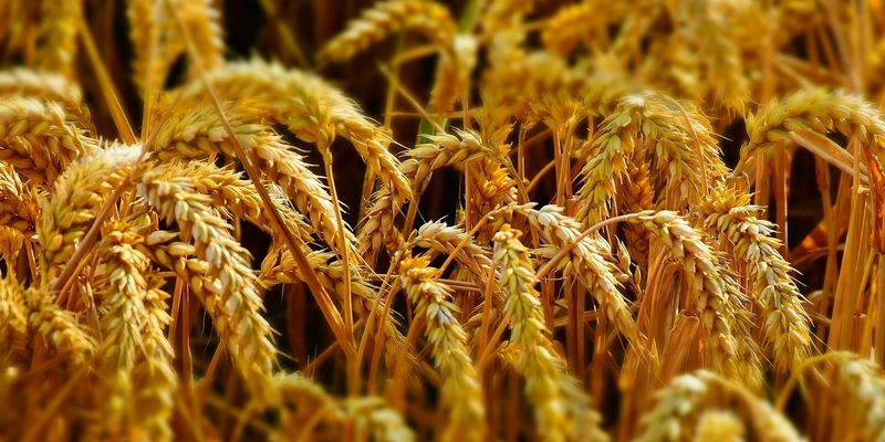 «Контінентал Фармерз Груп» планує вдвічі збільшити експорт пшениці до Саудівської Аравії