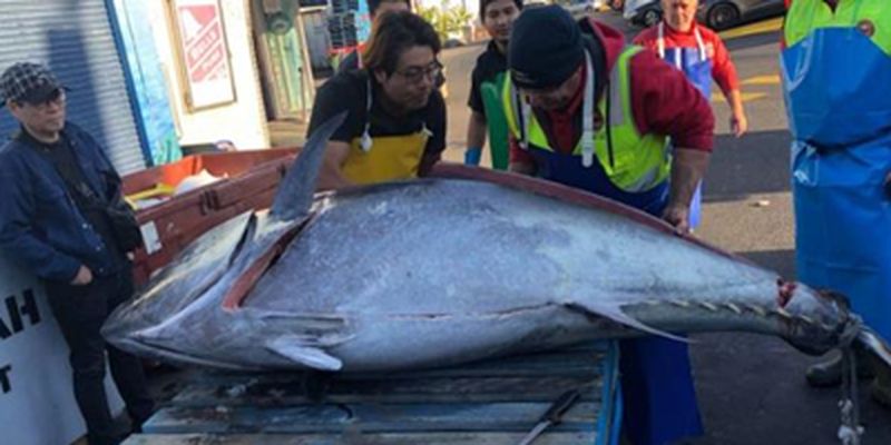 Австралийские рыбаки поймали тунца весом около 300 кг