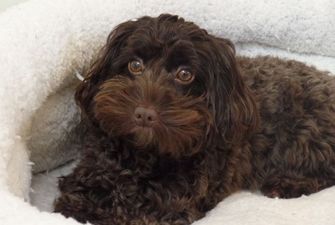 Мініатюрний пес врятував від смерті глуху британку та її бойфренда