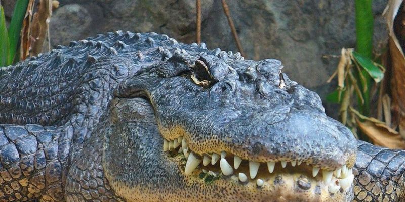 В американском парке дикой природы крокодил укусил женщину