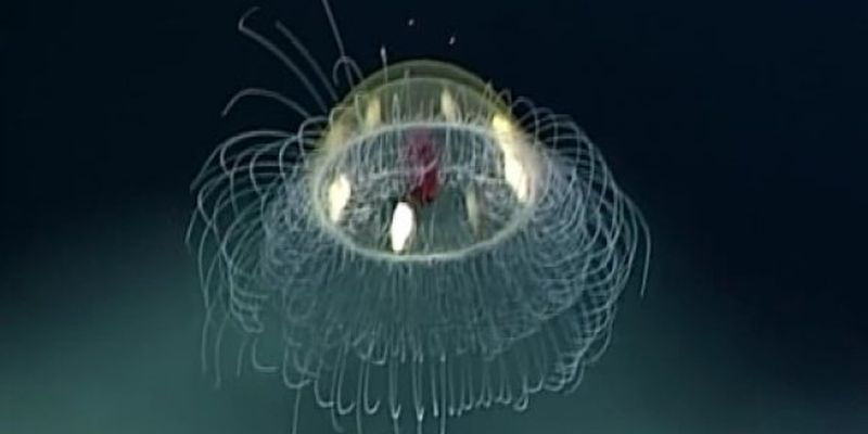 Ученые обнаружили медузу, которая выглядит как корабль пришельцев