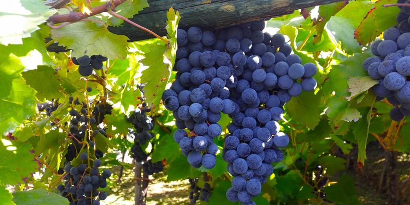 Винороби Одещини через посуху зібрали в 5-10 разів менше врожаю винограду