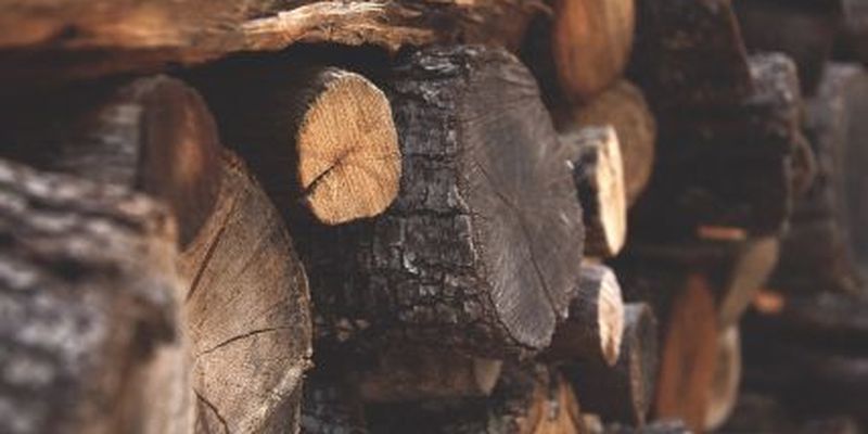 Уряд заборонив експортувати паливну деревину: Шмигаль пояснив чому