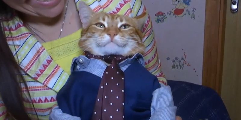 Житомирский кот Микки попал в Книгу рекордов Украины