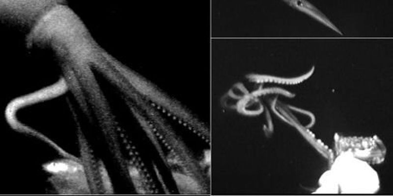 На камеру ученых попали неуловимые глубоководные кальмары