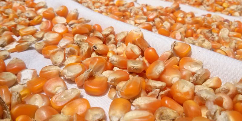 Українські виробники насіння не зацікавлені у поставках на ринок ЄС