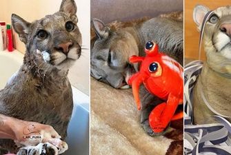 Семья из России спасла пуму от усыпления, теперь она живет жизнью избалованного кота в их квартире/Месси ходит на прогулку, играется с игрушками, моется в ванной и отдыхает на диванах