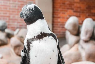 В США пингвинов привели на футбольный стадион, чтобы они не скучали на карантине