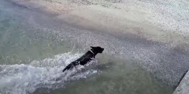 Ангел был рядом: пилот вместе со своей собакой смог доплыть до берега, после падения самолета в океан