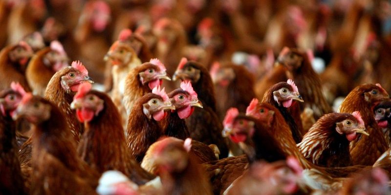В Україні перевірятимуть виробників курятини та яєць на антибіотики