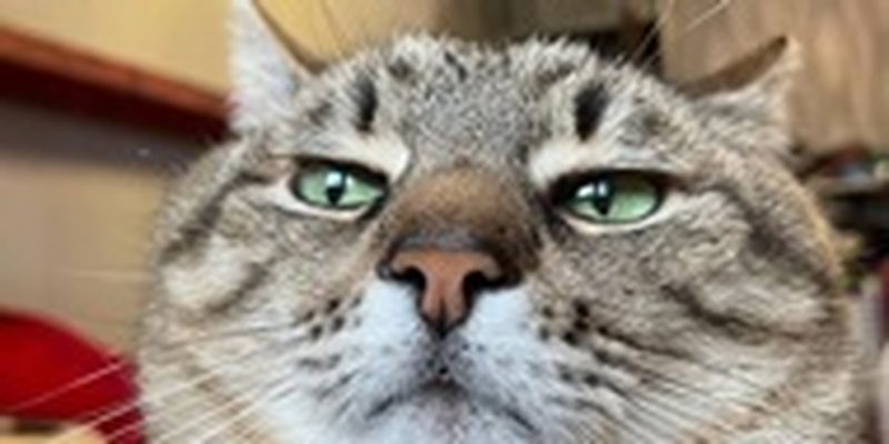 Знаменитый кот Степан помогает животным в Украине