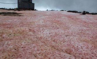 В Антарктиде появился цветной снег: ученые предупредили о его опасности, фото