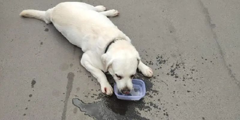 Одесские патрульные спасли собаку, которую хозяйка закрыла в автомобиле