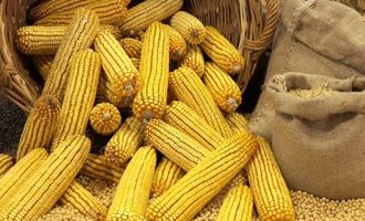 Судно Rojen первым повезет из Черноморска в Британию украинскую кукурузу - СМИ