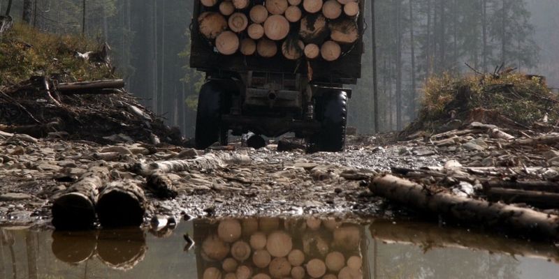 Незаконная вырубка леса в Украине: запретить нельзя разрешить