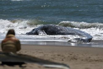 Чотирьох мертвих китів викинуло на берег