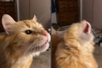 Эпичная «гибель» кота, который попробовал мороженое, попала на видео