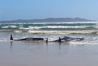 В Австралии, выбросившись на берег, погибли сотни дельфинов
