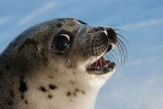 Вакансія мрії: норвезька компанія готова платити 8 тисяч євро людині, яка знається на мемах з тюленями